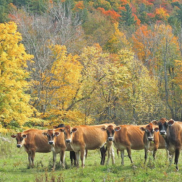 A row of cows in front of orange and yellow fall foliage.