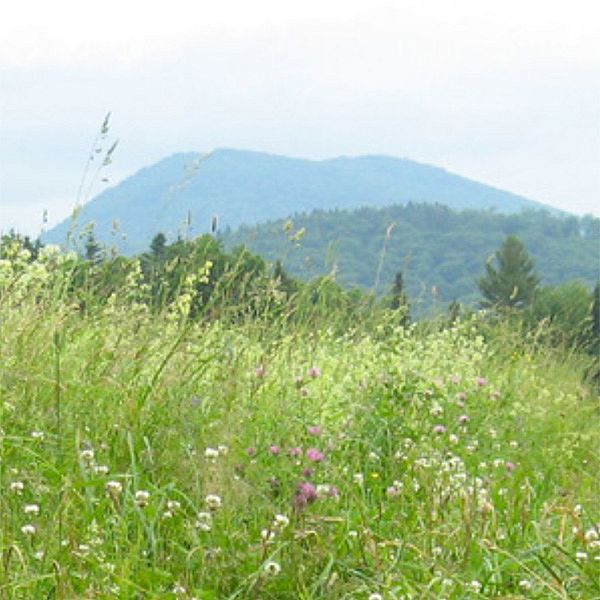 Photo of summer flowers with a mountain in the background.