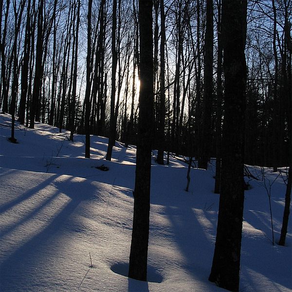 Photo of trees and snow backlit by the sun.
