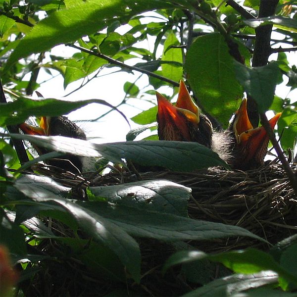 Photo of hungry chicks in their nest.