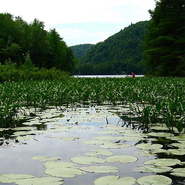 Photo of a lake with lily pads. 