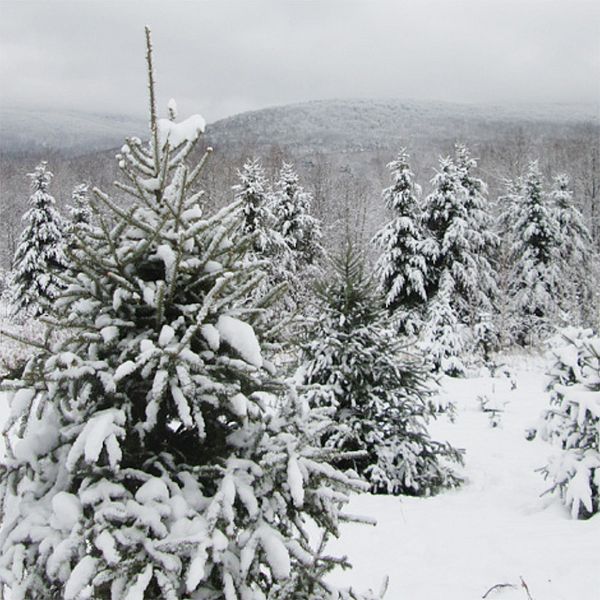 Photo of pine trees covered in snow.