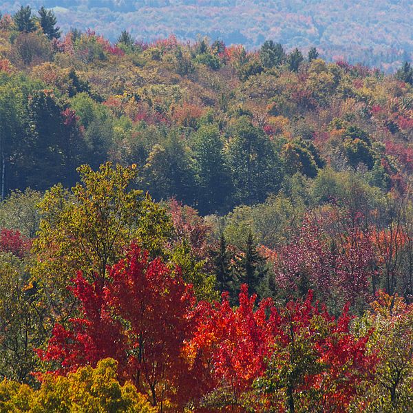 Photo of a view overlooking the forest's reds, purples, golds and greens during fall folilage season.