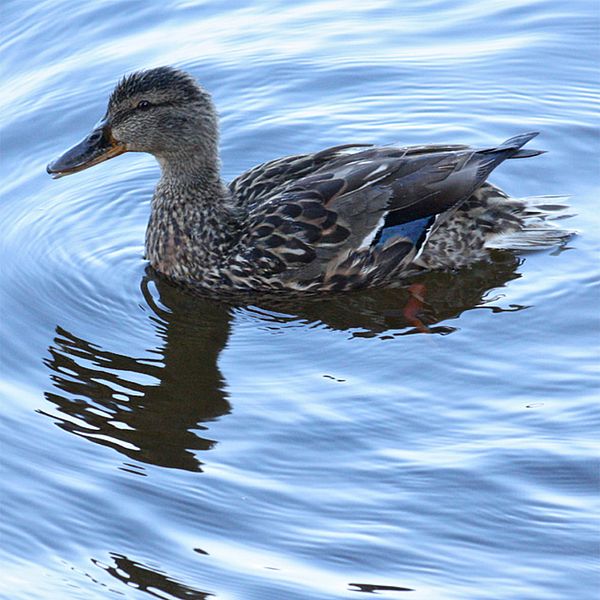 Photo of a duck in water.