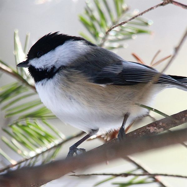 Photo of a Black-capped Chickadee in a hemlock tree.