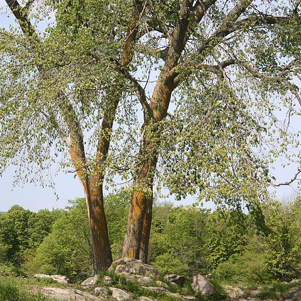 Photo of a tree.
