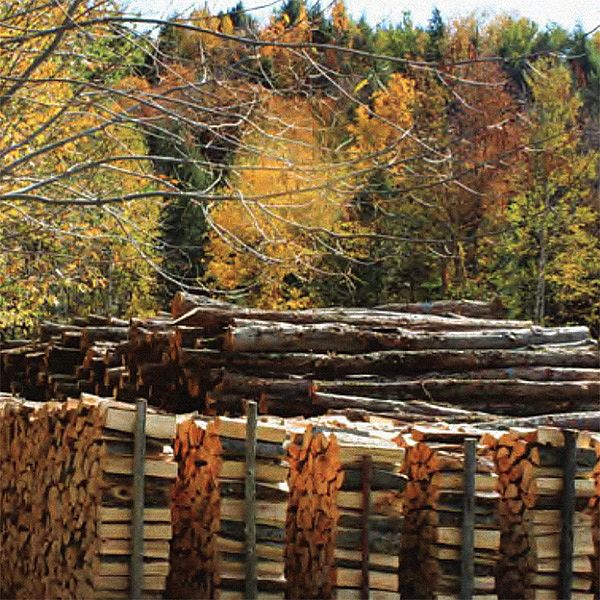 Photo of stacked firewood and logs with fall foliage in the background.