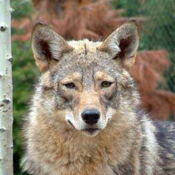 Photo of an eastern coyote
