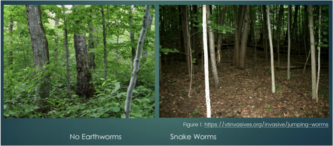 Images of the woods being affected by worms