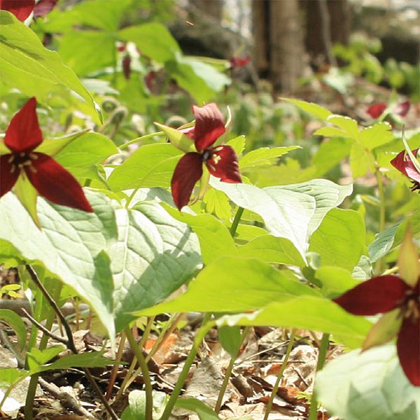 Photo of red trillium flowers in the forest.