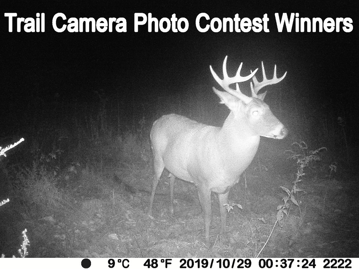 Trail Camera Contest Winners Cold Hollow to Canada