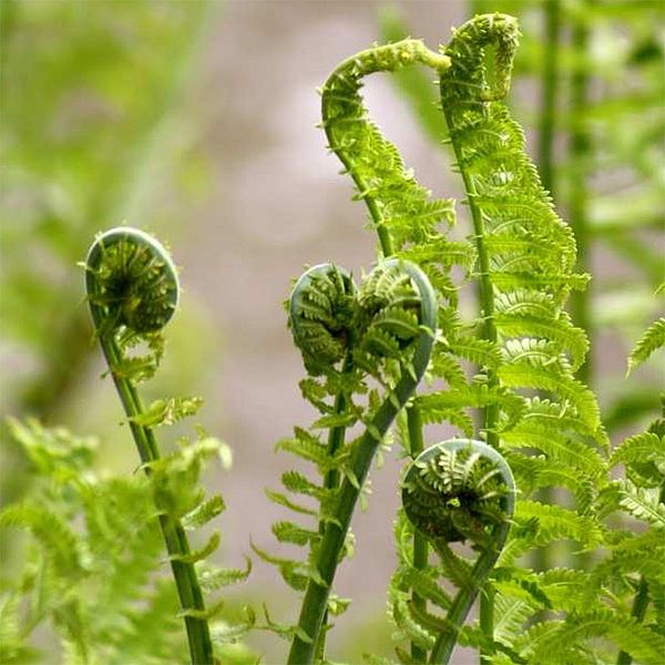 Photo of fern fiddleheads.
