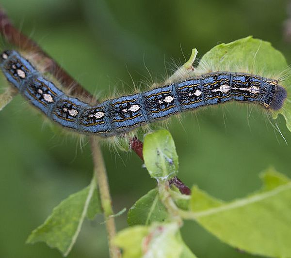 Forest Tent Caterpillar