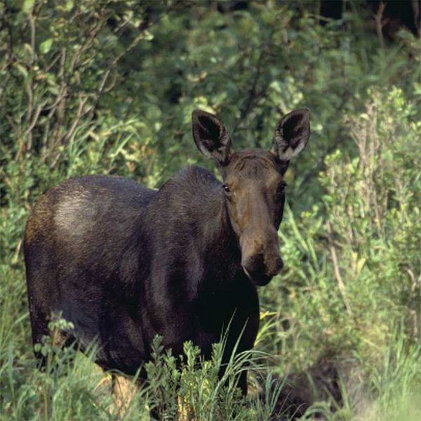 Photo of a moose.