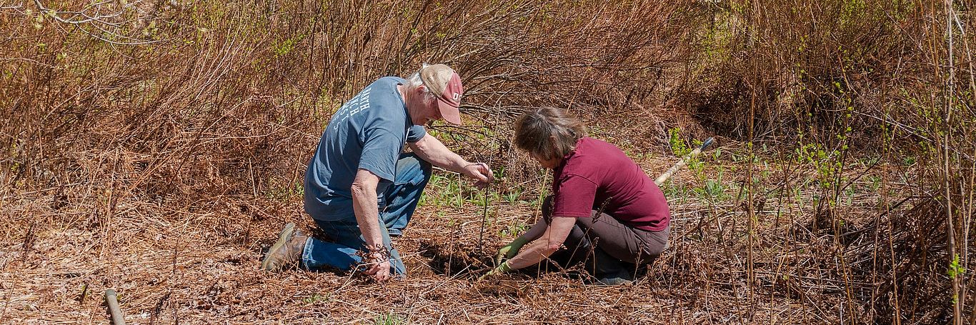 Planting Trees
