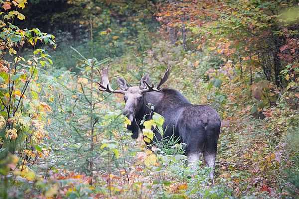 Vermonts Wildlife In A Changing Climate Cold Hollow To Canada