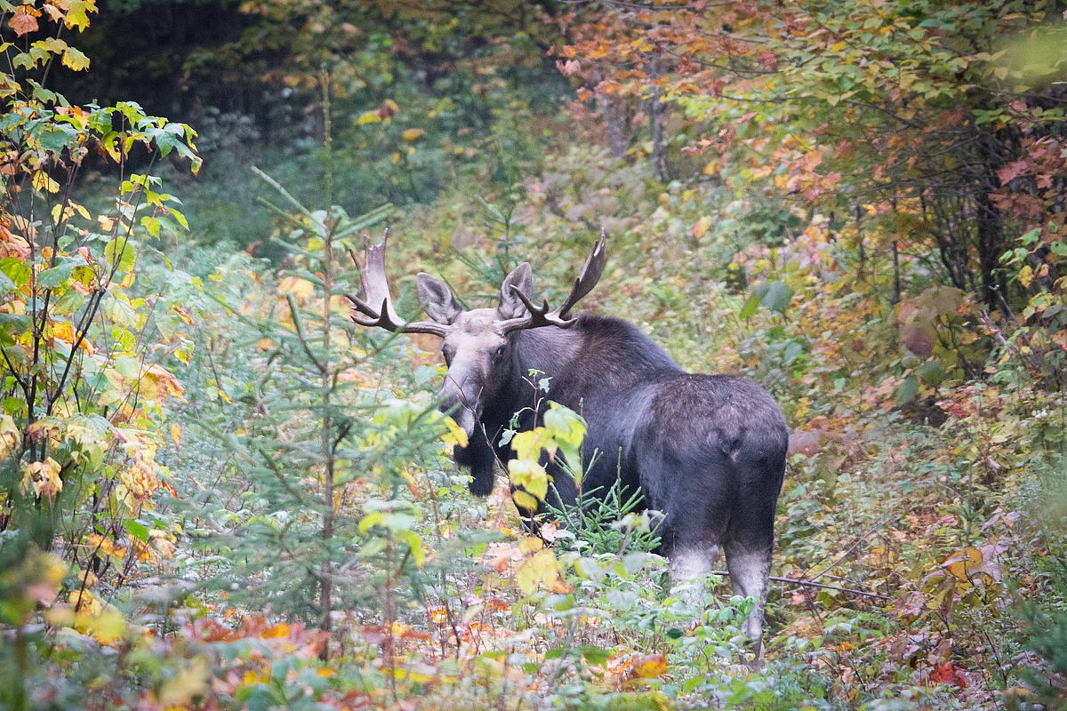 Vermont’s Wildlife in a Changing Climate Cold Hollow to Canada