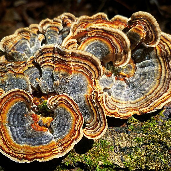 The Fungus Amongus