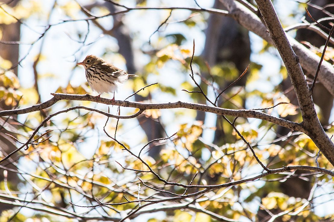 Ovenbird