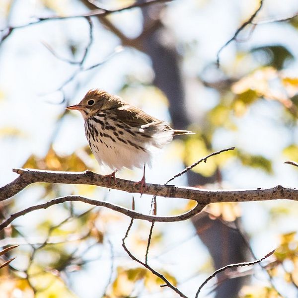 Ovenbird
