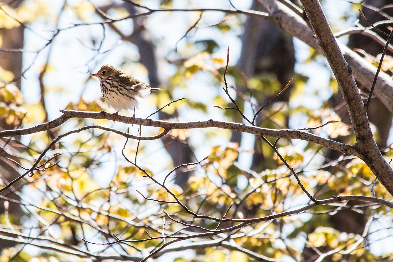 Ovenbird