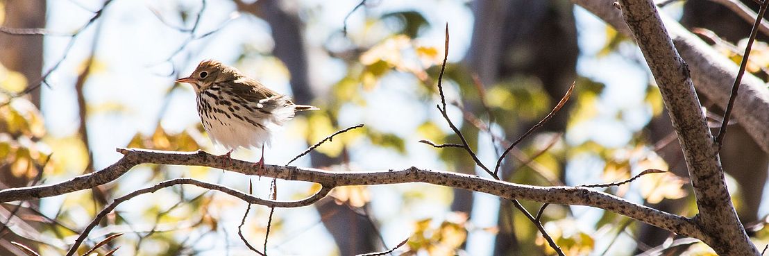 Ovenbird