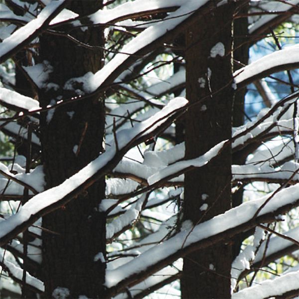 Photo of an owl and a woodpecker in a snowy birch tree