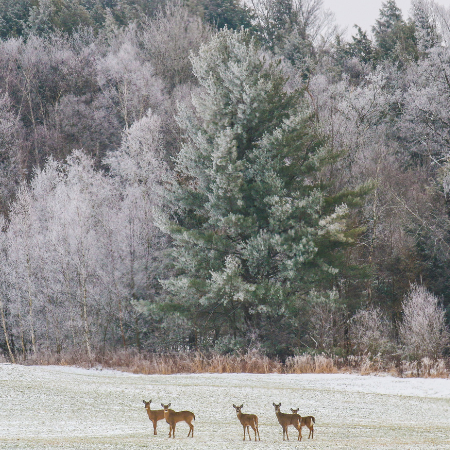 deer in early winter
