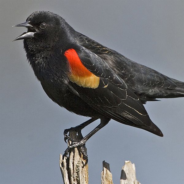 Photo of a red-winged blackbird.