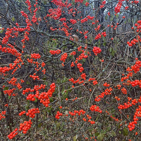 Winterberries