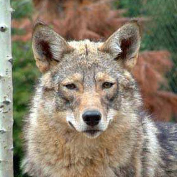Photo of an eastern coyote