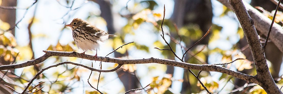 Ovenbird on a branch