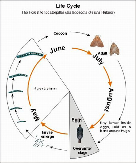 What is the life cycle of a tent caterpillar